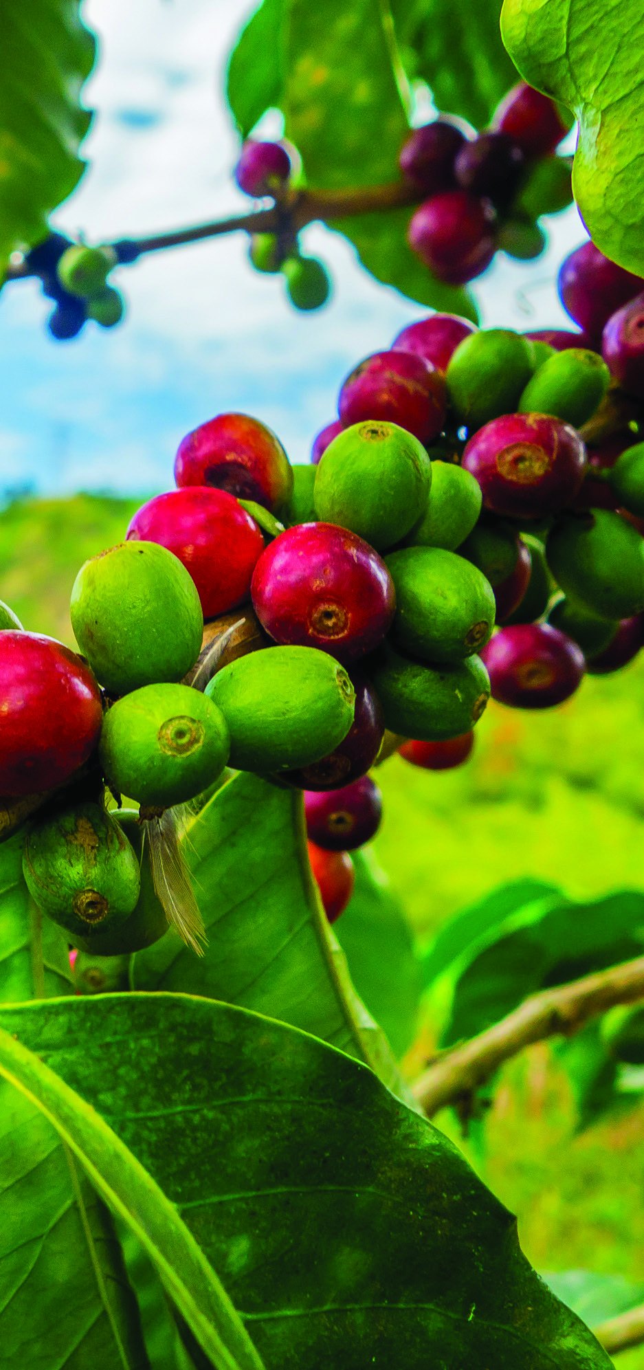 Coffee cherries